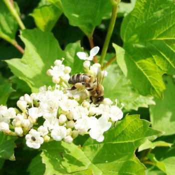Пчёлка на цветке калины